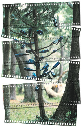 bottletree